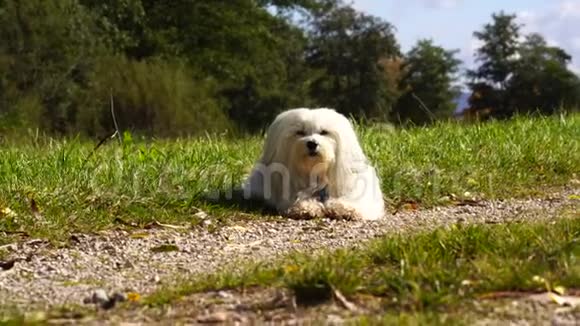 一只小白狗躺在草地上视频的预览图