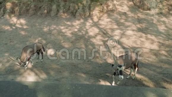 动物园内的几只羚羊视频的预览图