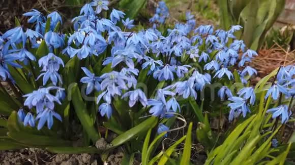 花园里的蓝花被风吹拂视频的预览图