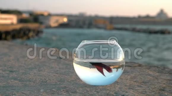 城市码头奇妙的海洋景观反映在圆形鱼缸小鱼贝塔彩漂浮在蓝天日落一个视频的预览图