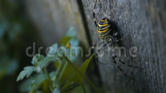 木制木板上的大黄蜂蜘蛛视频的预览图