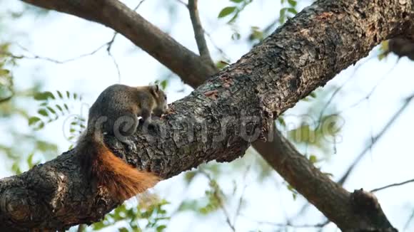 红色松鼠坐在树上视频的预览图