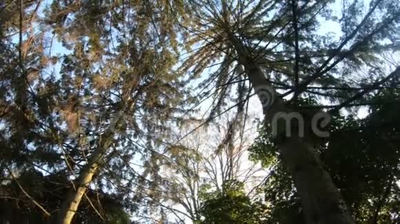 秋天的自然十月公园里的树美丽的季节视频的预览图