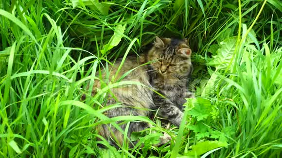 美丽的猫躺在草地上猫在草地上休息视频的预览图