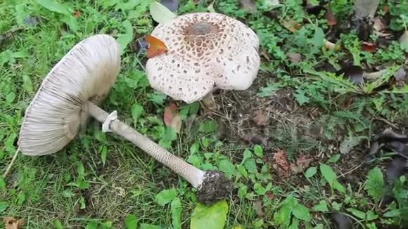蘑菇麦氏原虫或Lepiota原虫在秋天花园的草地上生长的蘑菇视频的预览图