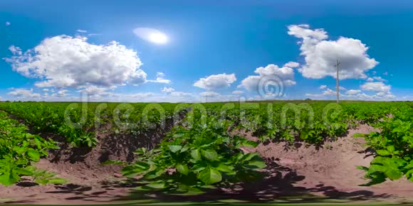蓝天下的马铃薯田360VR视频的预览图