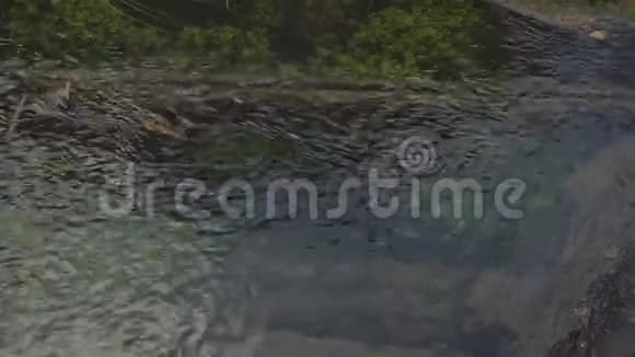 溪流干净的水底植物树林特写视频的预览图