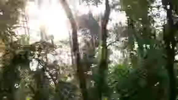 汽车行驶在一条绿树成荫的乡村道路上的录像太阳从树林里照进来一路向前视频的预览图