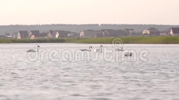 五只天鹅在湖里游泳视频的预览图