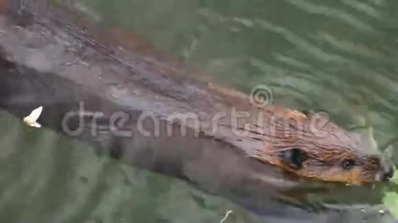 海狸吃树叶灰视频的预览图
