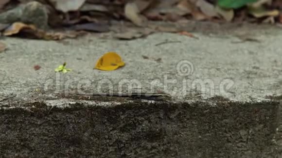 蜥蜴坐在岩石上背景是热带自然没有运动在森林里的石头背景上把蜥蜴封闭起来视频的预览图