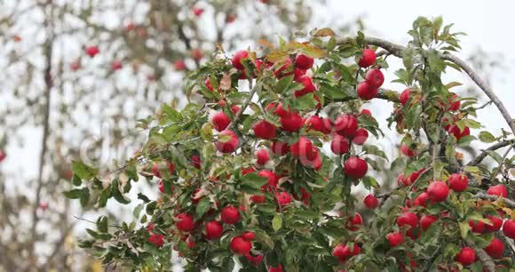 秋季红苹果熟枝视频的预览图