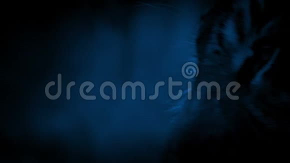 虎脸在夜晚映入眼帘视频的预览图