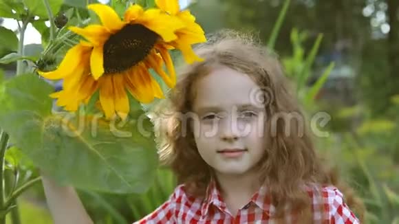 女孩闻着向日葵在夏天阳光明媚的日子里享受大自然视频的预览图