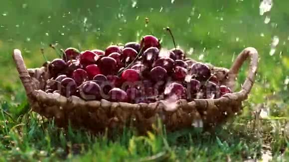 在常流水下在绿色草地上的篮子里用红色樱桃浆果进行近距离清洗视频的预览图