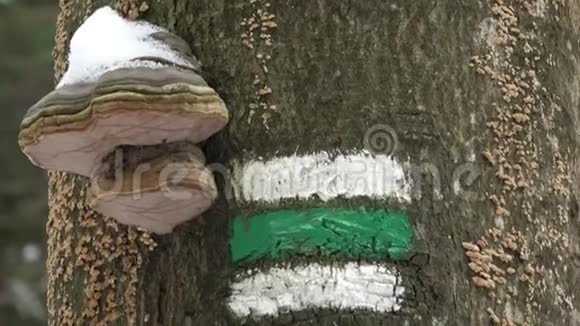 树皮上的捷克旅游标志树干上的蘑菇视频的预览图