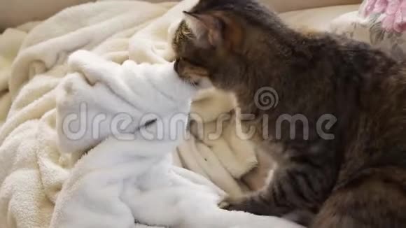 猫的行为欧洲猫揉捏和吮吸毯子视频的预览图