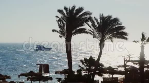 早上在海上一艘带游客的游艇在远处游泳前景中棕榈树的剪影视频的预览图