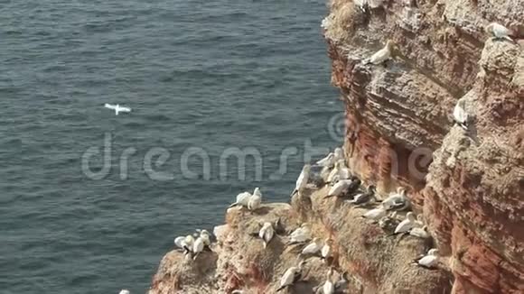 在赫尔戈兰岛蓝脚的胸部和它们的雏鸟视频的预览图
