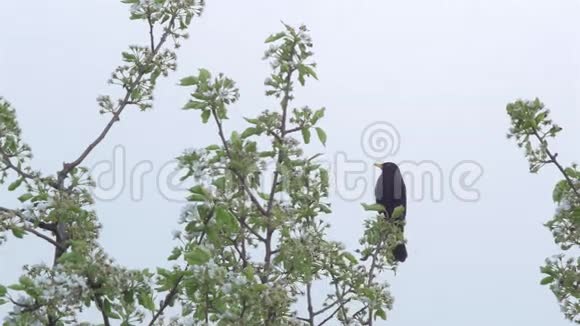 黑鸟鸟鸣视频的预览图