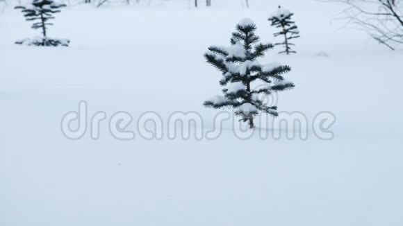 冬天的雪地里有一棵小松树在林中滑行视频的预览图