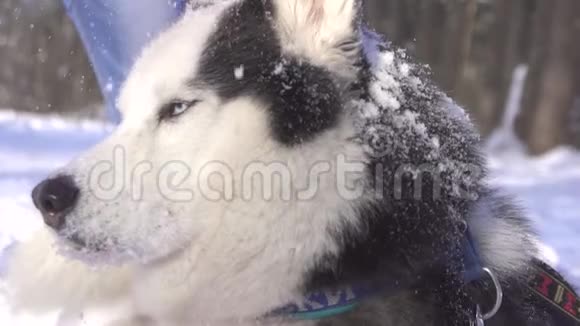 西伯利亚哈士奇狗雪下特写视频的预览图