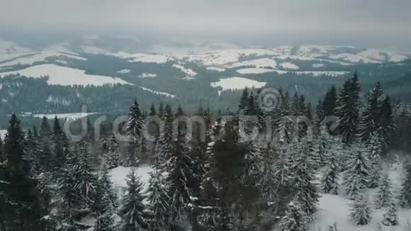 飞越冬山高山草甸山覆盖着巨大的松树滑雪者从一座山上下来视频的预览图