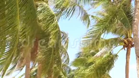 绿棕树迎风招展在夏日海滩背景蓝天晴朗的天空背景下的椰子棕榈树视频的预览图