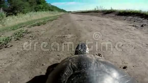 乌龟在路上视频的预览图