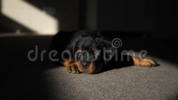 一只悲伤的罗特维勒小狗躺在阴凉处视频的预览图