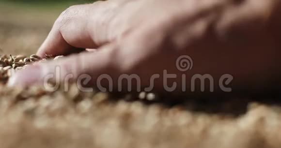 近距离拍摄成年男子手握麦粒在温暖的光线下视频的预览图