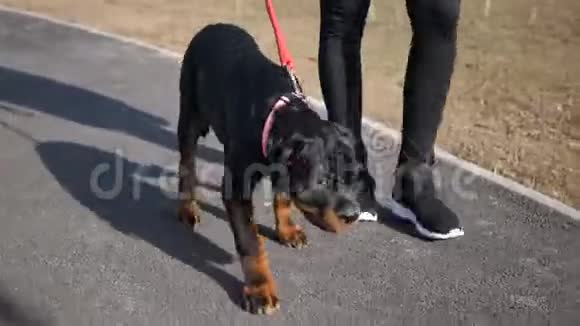 纯种小狗Rottweiler和一个男人在公园散步视频的预览图