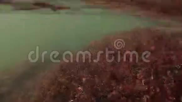 水下河流苔藓和水流在上面视频的预览图