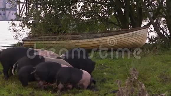 一群猪在地上吃东西视频的预览图