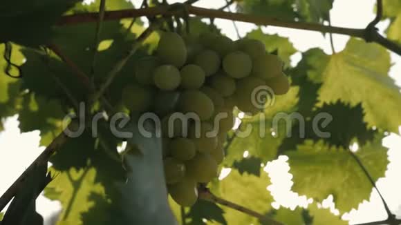 在阳光下挂在树枝上的绿葡萄视频的预览图
