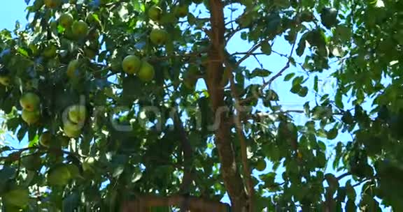 树上的梨子视频的预览图