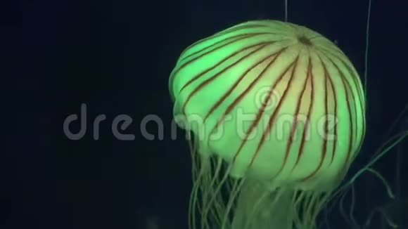 漂浮在水族馆水母游泳美杜莎水生动物中的水母视频的预览图