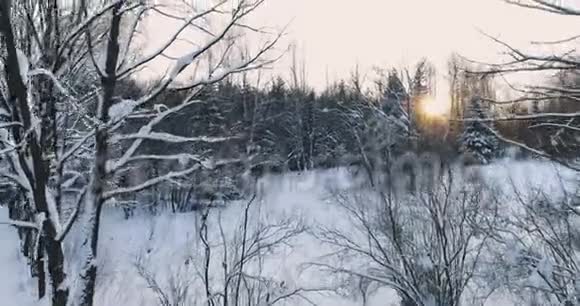 鸟瞰冬季森林与树木在雪和橙色太阳摄像机自下而上移动视频的预览图