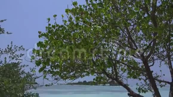 落叶乔木映衬蓝天沙滩马尔代夫视频视频的预览图