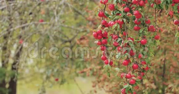 秋天的时候树枝上挂着成熟的红苹果视频的预览图