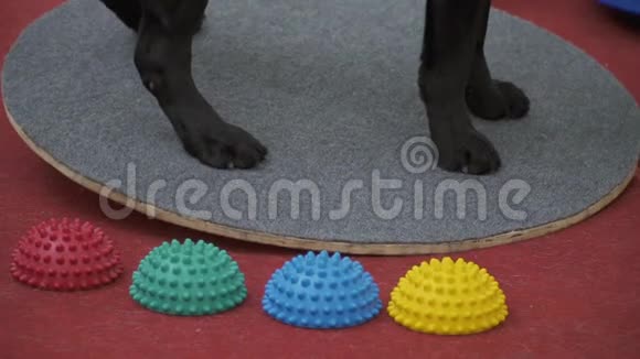 黑色拉布拉多犬站在站台上保持平衡视频的预览图