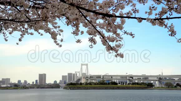 日本东京小田坝彩虹桥樱花视频的预览图