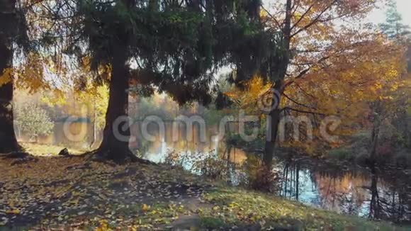 在晴朗的秋日北方森林茂密森林湖视频的预览图