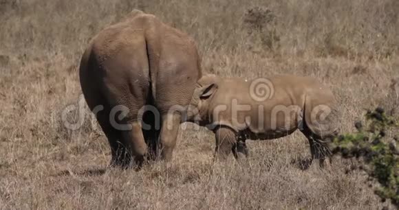 肯尼亚内罗毕公园白犀牛母亲和卡尔夫萨克林视频的预览图