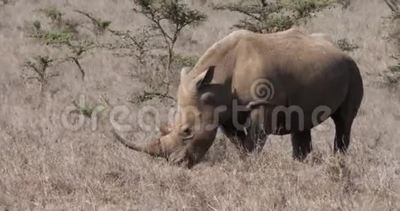 肯尼亚内罗毕公园白犀牛女性食草视频的预览图