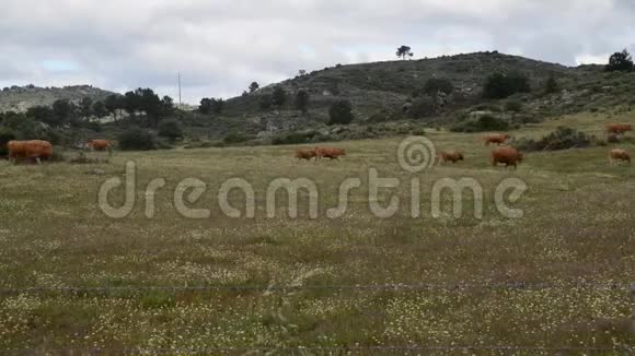 欧洲东北葡萄牙的牛群实时视频的预览图