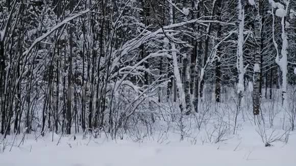 冬天的雪景在森林里有雪堆和树木视频的预览图
