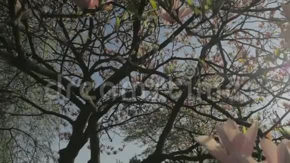 春天的自然越来越多的粉红玉兰花视频的预览图