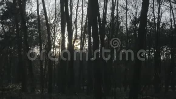 剪影松树树干日落日出森林树林视频的预览图
