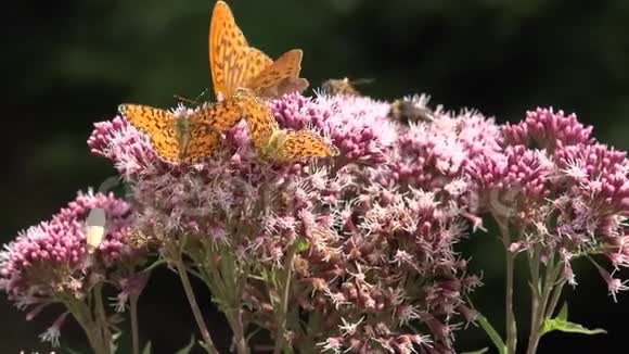 飞舞的蝴蝶大自然花朵上的蝴蝶带着昆虫的园景视频的预览图